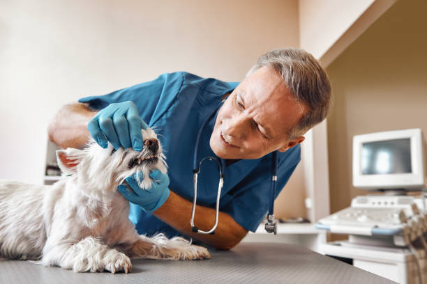 Best Emergency Root Canal Treatment in Mead, WA